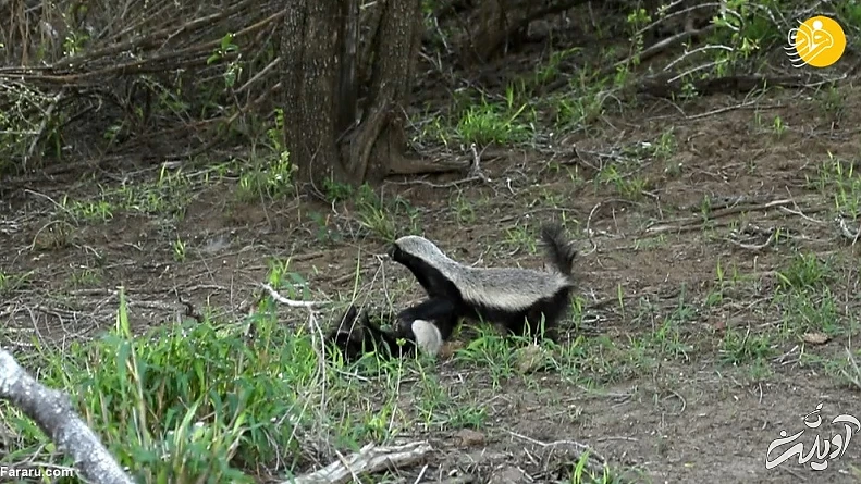(ویدئو) حمله وحشتناک گورکن عسل&zwnj;خوار به پلنگ
